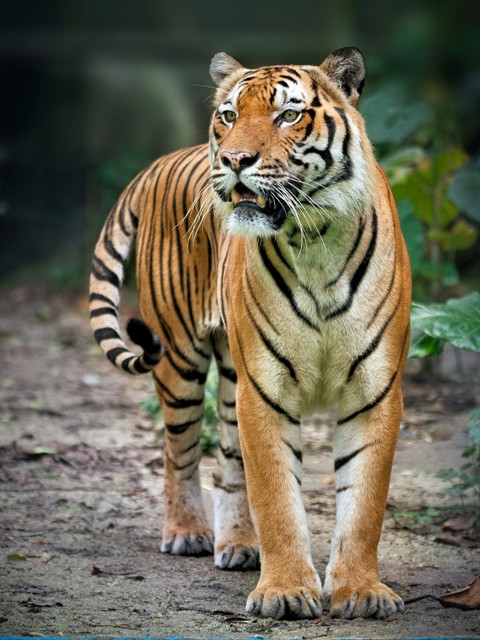 The Malayan tiger can weigh between 200 and 300 lbs and grow to up to 8 feet in length. Photography: Jake Leong