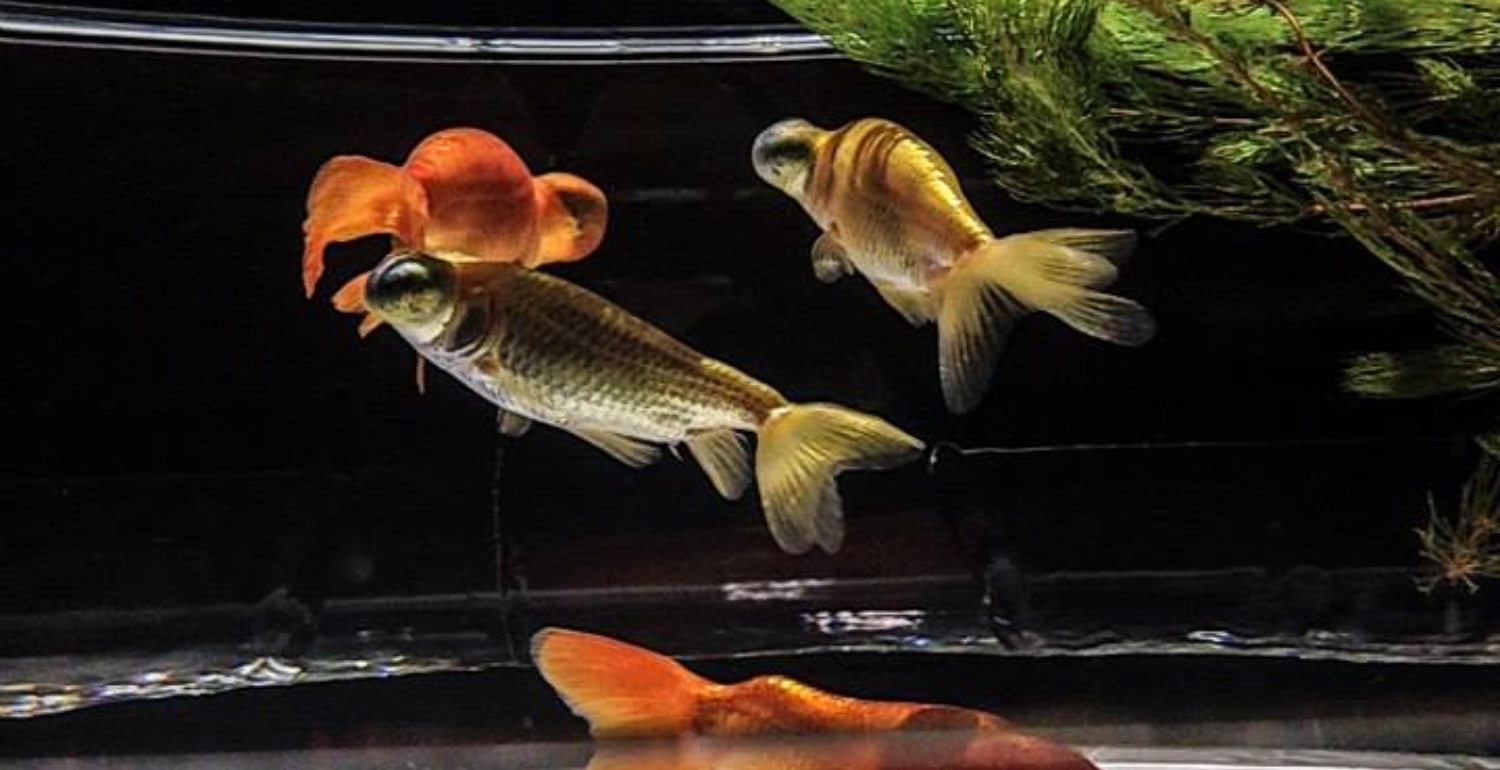 Pamela Tan Shares Her Love For Tokyo As A Design Destination