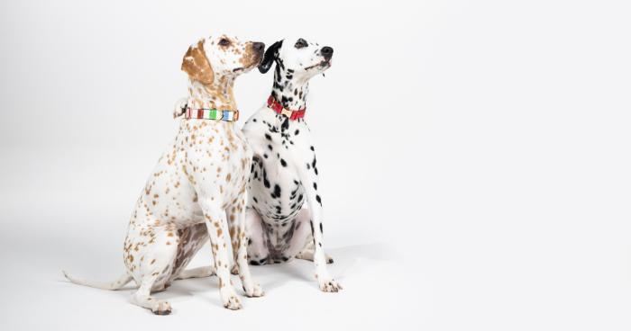 Stylish Pet Accessories